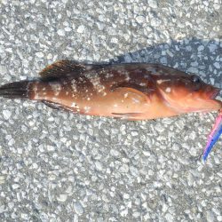 南大阪‼あこう（33）‼　【20250713】